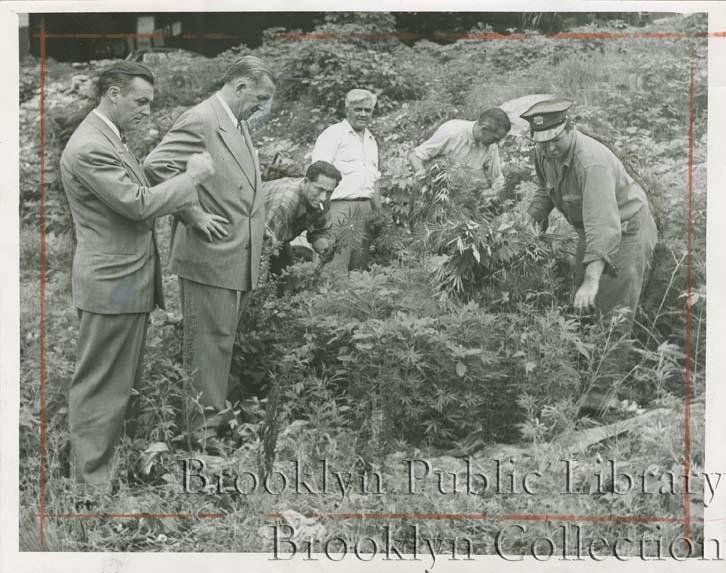 "Potential reefers--Assistant Borough Superintendent Arthur McMahon and Chief Inspector John E. Gleason supervising the destruction by Sanitation Department men of a clump of marijuana discovered."